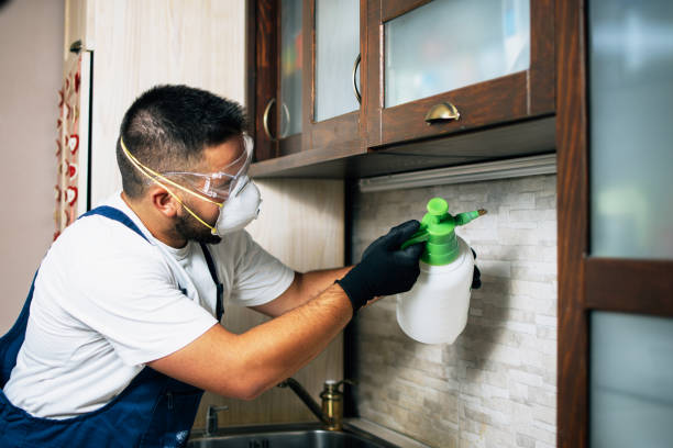 Best Local Pest Control Services  in Helotes, TX