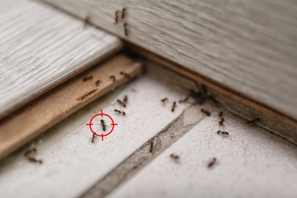 Professional Pest Control in Helotes, TX