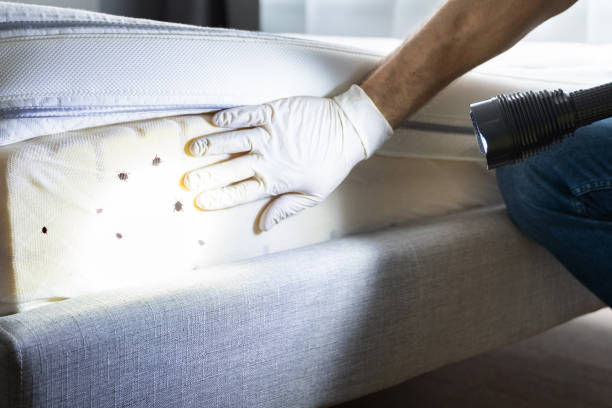 Best Mosquito Control Services  in Helotes, TX