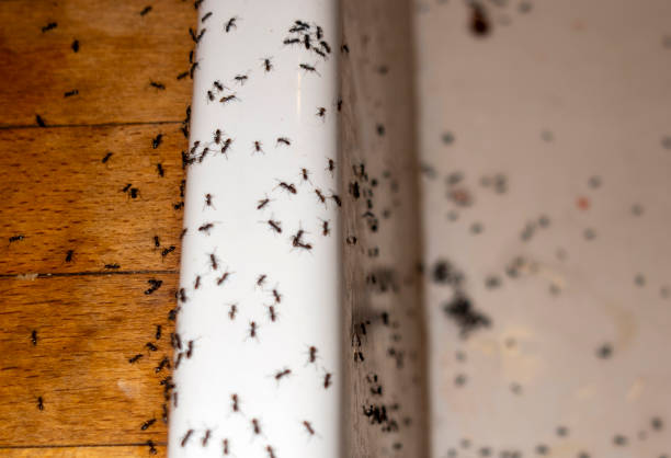 Wasp Removal Services in Helotes, TX